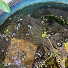 みゆきメダカ　幹之メダカ　5匹の画像