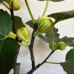 縞模様が可愛いくて美味しい！実付きイチジク大型鉢植えの画像