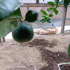 みかんの木の画像