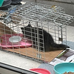 保護猫活動のお手伝い・支援物資(インスタから)してくださる方募集しています！ - ボランティア