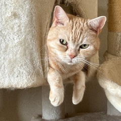 アメショの男の子