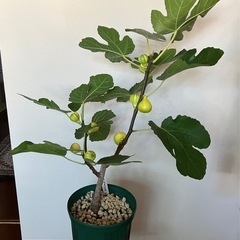 縞模様が可愛いくて美味しい！実付きイチジク大型鉢植えの画像