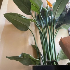 フェイクグリーン　観葉植物　大型の画像