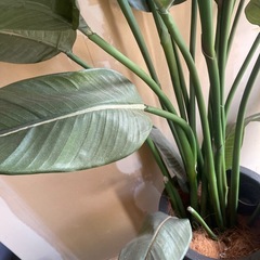 フェイクグリーン　観葉植物　大型の画像
