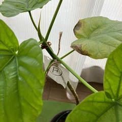 交渉成立です ウンベラータ挿し木F  お皿はつきませんの画像