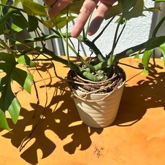 観葉植物　モンステラ　ヒメモンステラ（鉢）の画像