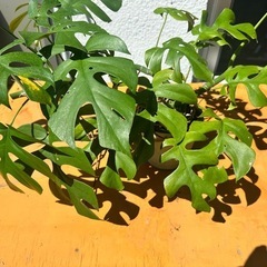観葉植物　モンステラ　ヒメモンステラ（鉢）の画像