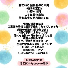 8月24日　こすみ動物病院で保護猫の譲渡会！