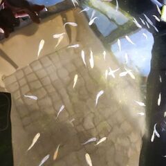 メダカ【ラメ系ミックス】の画像