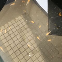メダカ【プラチナ牡丹ダルマ】選外の画像