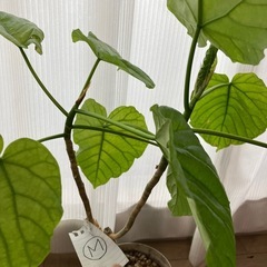 ウンベラータ挿し木M  お皿はつきませんの画像