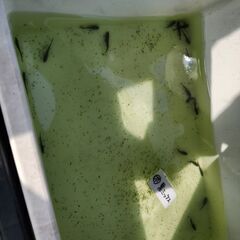 メダカ【黒系ミックスめだか】の画像