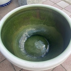水蓮鉢　メダカ鉢②の画像