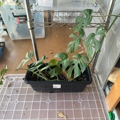 観葉植物　モンステラ　ヒメモンステラ（プランター）の画像