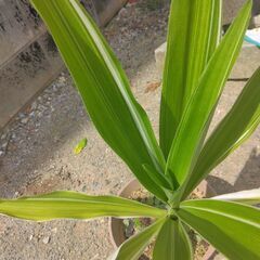 ユーフォルビアの画像