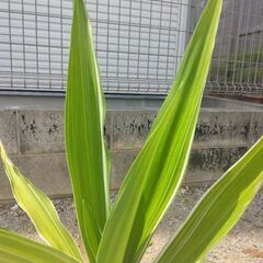 ユーフォルビアの画像
