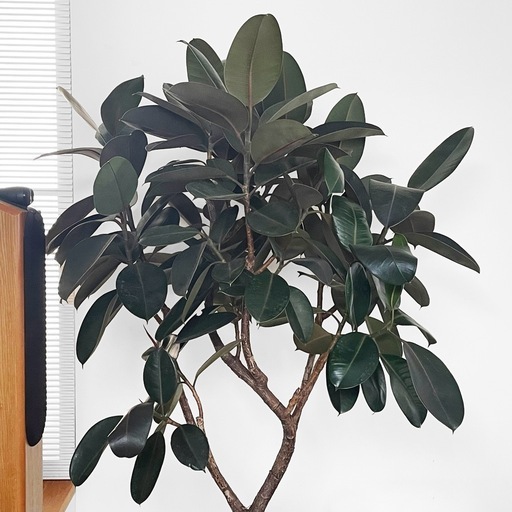 観葉植物 フィカス バーガンディわ180cm