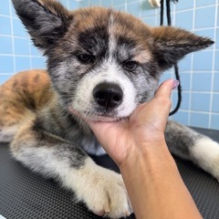 秋田犬　仔犬　里親募集