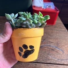 多肉寄せ植え　リメイク鉢の画像