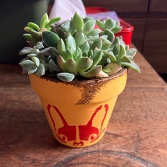 多肉寄せ植え　リメイク鉢の画像