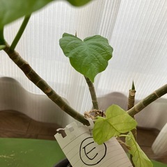 交渉させていただいています ウンベラータ挿し木E  お皿はつきませんの画像
