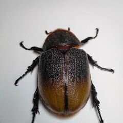 DHモリシマイ新成虫ペア　ヘラクレスオオカブト亜種　♂111.5mm♀60UPペアの画像
