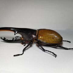 DHモリシマイ新成虫ペア　ヘラクレスオオカブト亜種　♂111.5mm♀60UPペアの画像