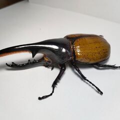 DHモリシマイ新成虫ペア　ヘラクレスオオカブト亜種　♂111.5mm♀60UPペアの画像
