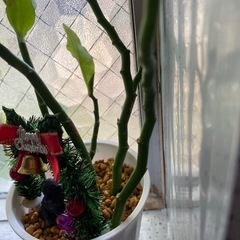 キントラノの画像