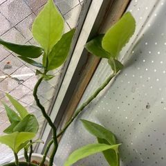 キントラノの画像