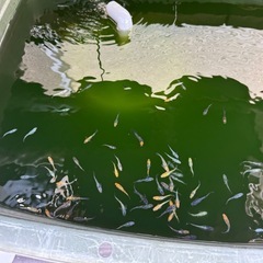 決まりました。改良メダカ　ミックス　100匹の画像