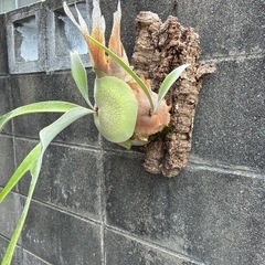 ビカクシダ　ベイチーの画像