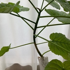 ウンベラータ挿し木N  お皿はつきませんの画像