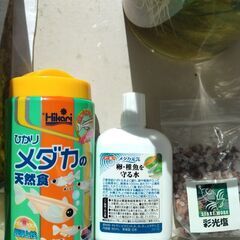 ラメメダカ　ミックス　3匹　ランダム　自由研究の画像