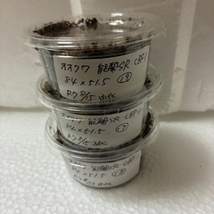 《お買い得！》初令3匹セット【幼虫】国産オオクワガタ　能勢SR血統！！　親♂84.0mm♀51.5mmの画像