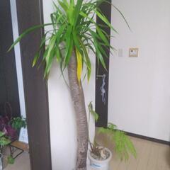 観葉植物の画像