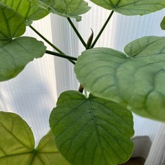 ウンベラータ挿し木G  お皿はつきませんの画像