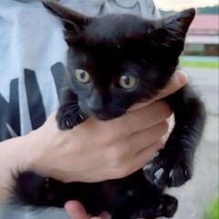 【里親決定】ちびっ子黒猫ちゃん