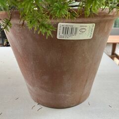 コニファー・アルバーティアナコニカの鉢植え（カナダトウヒの園芸品種です）の画像