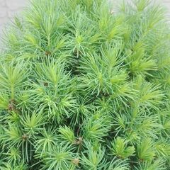 コニファー・アルバーティアナコニカの鉢植え（カナダトウヒの園芸品種です）の画像