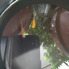 めだか烏城三色の画像