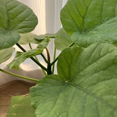 ウンベラータ挿し木H  お皿はつきませんの画像