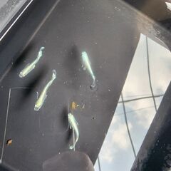 メダカ【エメキン亜種】の画像
