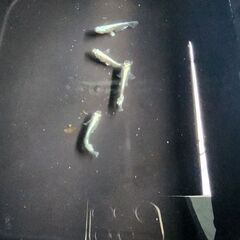 メダカ【エメキン亜種】の画像