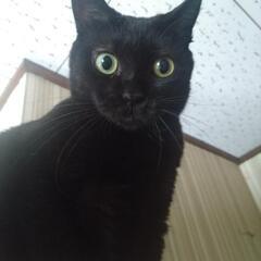 猫界の西川き◯しさん“小さなことからコツコツと！”