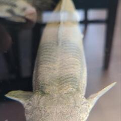 ポリプテルス　エンドリケリー　約35cmの画像