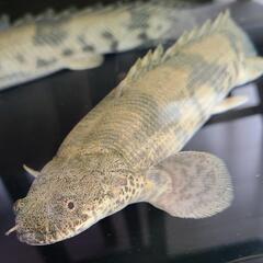 ポリプテルス　エンドリケリー　約35cmの画像