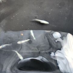 メダカ【レックウザ】取引決定の画像