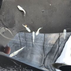 メダカ【レックウザ】取引決定の画像