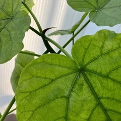 ウンベラータ挿し木O  お皿はつきませんの画像
